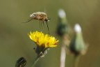 Verso il Fiore
