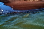 Acqua