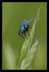 Blue Fly Blue Fly