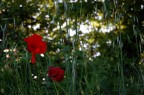 Poppies