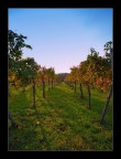 La vigna La vigna