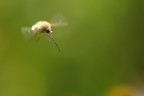 Volo Nel Verde Volo Nel Verde