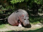 Ippopotamo Ippopotamo