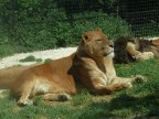 Leonessa dopo il risveglio Leonessa dopo il risveglio