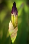 A lume di Iris A lume di Iris