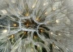 QUASI FOSSE UN LAMPADARIO QUASI FOSSE UN LAMPADARIO