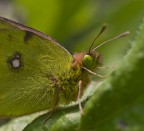 E510 + ZD35mm macro + Moltiplicatore 1,4