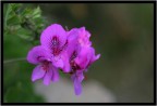 pelargonium pelargonium