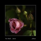 "Amore non � amore se muta quando scopre un mutamento o tende a svanire quando l'altro s'allontana.

Oh no! Amore � un faro sempre fisso che sovrasta la tempesta e non vacilla mai;

Amore non muta in poche ore o settimane, ma impavido resiste al giorno estremo del giudizio;

se questo � errore e mi sar� provato, io non ho mai scritto, e nessuno ha mai amato." 

William Shakespeare