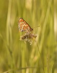 Nymphalidae Nymphalidae
