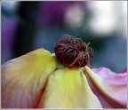 Quando la passione finisce ........ Quando la passione finisce ........