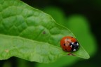 coccinella addormentata coccinella addormentata