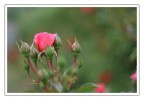 rosa botticelli rosa botticelli