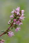 Fiori di Timo Fiori di Timo