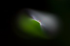 Alien Alien