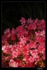 fiori d'irlanda