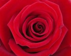 rosa rossaaaaaaaaaa rosa rossaaaaaaaaaa