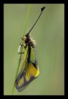 Libelloides longicornis Libelloides longicornis