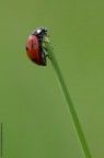 Coccinelle