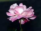 ROSA, ROSAE... ROSA, ROSAE...