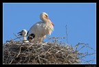 Una famiglia di ........... Una famiglia di ...........