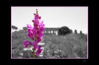 Fiore... Fiore...