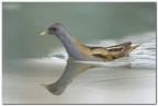 Schiribilla Schiribilla