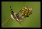 Bombylius minor su fiore Bombylius minor su fiore