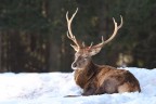 Cervo fra la neve 2