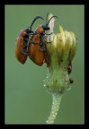 Exosoma lusitanicum Exosoma lusitanicum