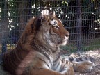 Tigre (2) Tigre (2)