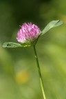 Un fiorellino comune Un fiorellino comune