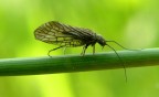 Crisopa Crisopa