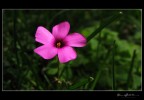 For You... For You...