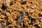 Bombilyus che depone Bombilyus che depone