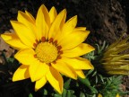 Un piccolo Sole Un piccolo Sole