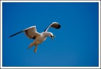 Seagull's scream (2) Seagull's scream (2)