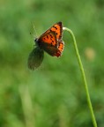 Lycaena phleas