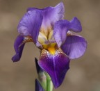 fiore fiore