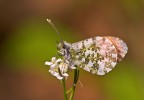 (Anthocharis cardamines) ..ancora lei