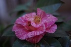 macro in rosa macro in rosa