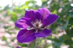 Fiore viola 2 Fiore viola 2