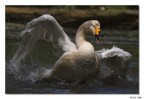 La grinta del cigno La grinta del cigno