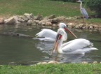 La pesca La pesca