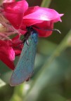 falena falena