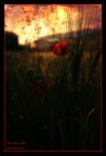 ..Burnin' Poppy.. ..Burnin' Poppy..