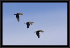 cormorani in formazione cormorani in formazione
