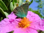 fiore o farfalla fiore o farfalla