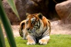Gattone Gattone
