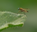 Asilide minuscola Asilide minuscola